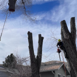 hazardous tree removal