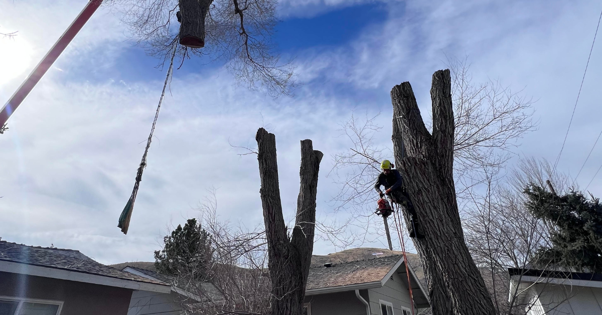 hazardous tree removal